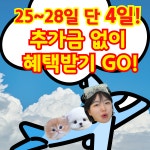 대구강아지분양 테디럽