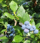 상록수블루베리