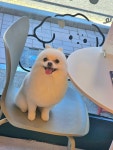 그루머엔제이