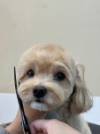 그루밍574