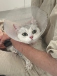 오묘화당