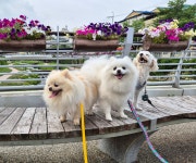 피카디리애견호텔