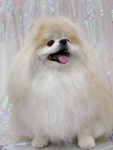 아우라 펫 살롱