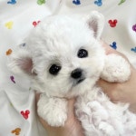 퍼피럽 강아지분양 고양이분양 군산본점