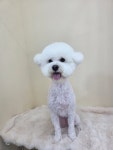 몽실몽실살롱