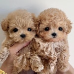 퍼피럽 강아지분양 고양이분양 군산본점