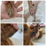 수수하개