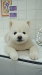 오로그