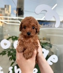 꼬순내 by. pet shop 울산점