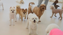 스토리멍 여수애견호텔 애견유치원