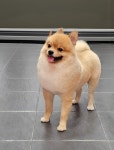 명랑도그