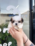 꼬순내 by. pet shop 울산점
