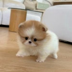 퍼피에몽 강아지분양 일산점