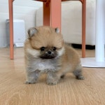 퍼피에몽 강아지분양 일산점