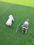 마미펫하우스