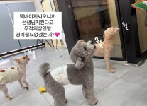 마미펫하우스