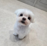 한결강아지미용실