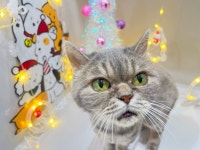 고양이무마취미용 고미고미 화명점