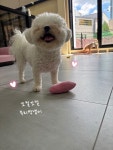 마미펫하우스