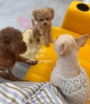 마미펫하우스