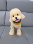 펫스토리 공방