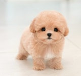 미유펫대구 강아지분양고양이분양 도그플러스동물병원