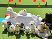 쉐이크테일 강아지 애견호텔 애견유치원 미용