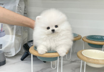 부산애견호텔 강아지유치원 펫퍼센트 코모네하우스