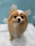 데려오개