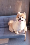 강아지 미용실