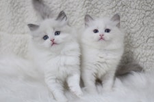 동탄고양이분양 강아지분양 도레미캣 프리미엄