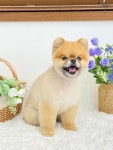 브라운펫살롱