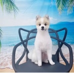 강아지 미용실