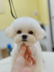 아몽