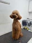 개몽이네