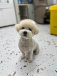 개몽이네
