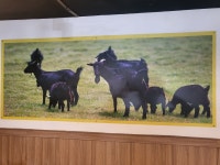 힘찬흑염소
