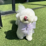 헬로우버디 애견유치원 애견호텔 수지본점