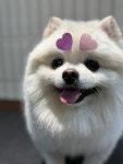 화명동 애견미용 강아지유치원 하이그룸