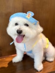 화명동 애견미용 강아지유치원 하이그룸