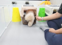 멍라운지24 데이케어 애견미용호텔 애견카페 인천점