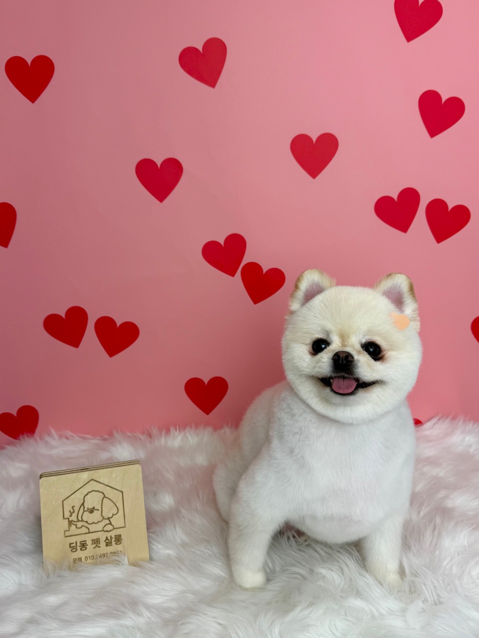 [1회] 딩동 펫 살롱 소형견(토이푸들, 요크셔, 포메, 시츄 등) 상세 이미지 2