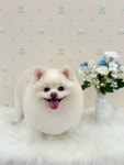 버블몽
