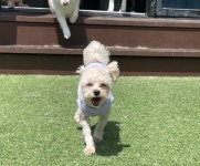 헬로우버디 애견유치원 애견호텔 수지본점