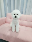 개이뻐 애견미용실