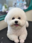 위드독