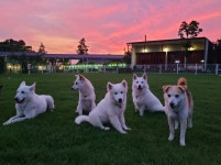 랩도그빌반려견전용캠핑장