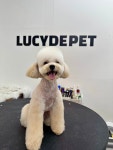 루시드펫