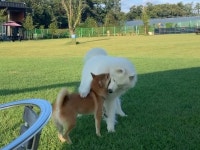 랩도그빌반려견전용캠핑장