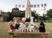 랩도그빌반려견전용캠핑장